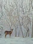 pic for DEER IMAGES